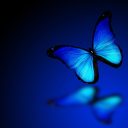 hellobluebutterflyuniverse avatar