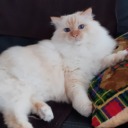 helloblueeyedcat avatar