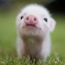 hellocuteanimaluniverse-blog avatar