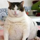 hellofatcat avatar