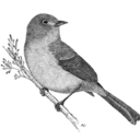 hellogoldfinch-blog avatar