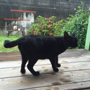 helloharuo-the-blackstraycat avatar