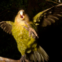 hellokakapo avatar