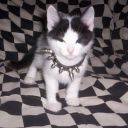 hellokittytimeoriginal avatar