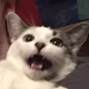 hellomydudes96 avatar