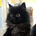 helloo-everyone avatar