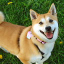 helloshibainu avatar