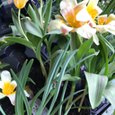 hellotheretumbler avatar