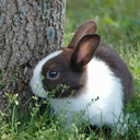 hellowitnesslove avatar