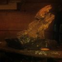 helloyesimnoa avatar