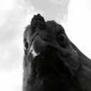 hells-sir-skelter avatar