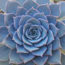 hellyeahsucculents avatar