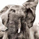 helphemosavee-blog avatar