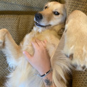 helpmydogplease avatar