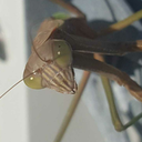hemipta avatar