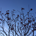 hendefralandet avatar