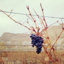 hennes-hjerte avatar