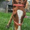 henry-5544-blog avatar