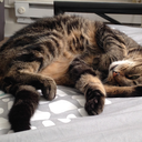 henrydavidthoreaudown avatar