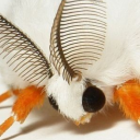 henryisabigfatbitch avatar