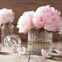 henrypeonies-blog avatar