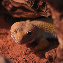 henrythegeck avatar