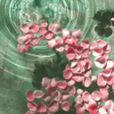 herbal-moonlight avatar