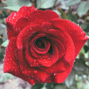 herbouquetchaosworld avatar