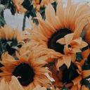 hercevabimsensin avatar