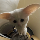 herculepoirat avatar