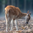 herdertdinlenir avatar