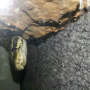 here-be-a-dragon avatar