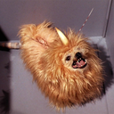 here-comes-tribble-blog avatar