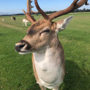 here-for-the-time-being avatar