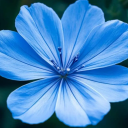 herefortheprettypictures avatar