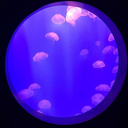 heressomecrapilike avatar