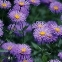 heresyourlight avatar