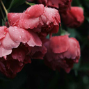 hereticallygay avatar