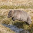 hereweeeeegooooooooo avatar