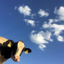 herhighnessthecowness avatar