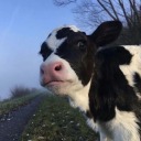 herkesinistedigiurl avatar