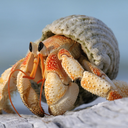 hermitetricoteuse avatar