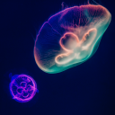 hermitneutic-framework avatar