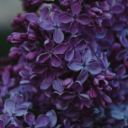 heroes-legacy avatar