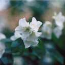 heroinandfire avatar