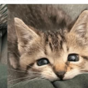 heroonaplastichorse avatar