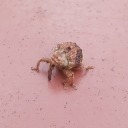 herrahthebest avatar