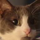 herrsassafras avatar