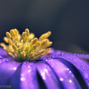 hetalia-ship-central avatar