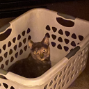 hetaliarose123 avatar